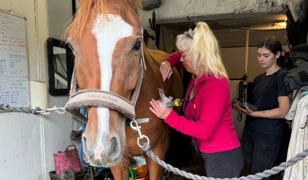 Wanda behandler hester på Engene Stall og Stutteri med laser